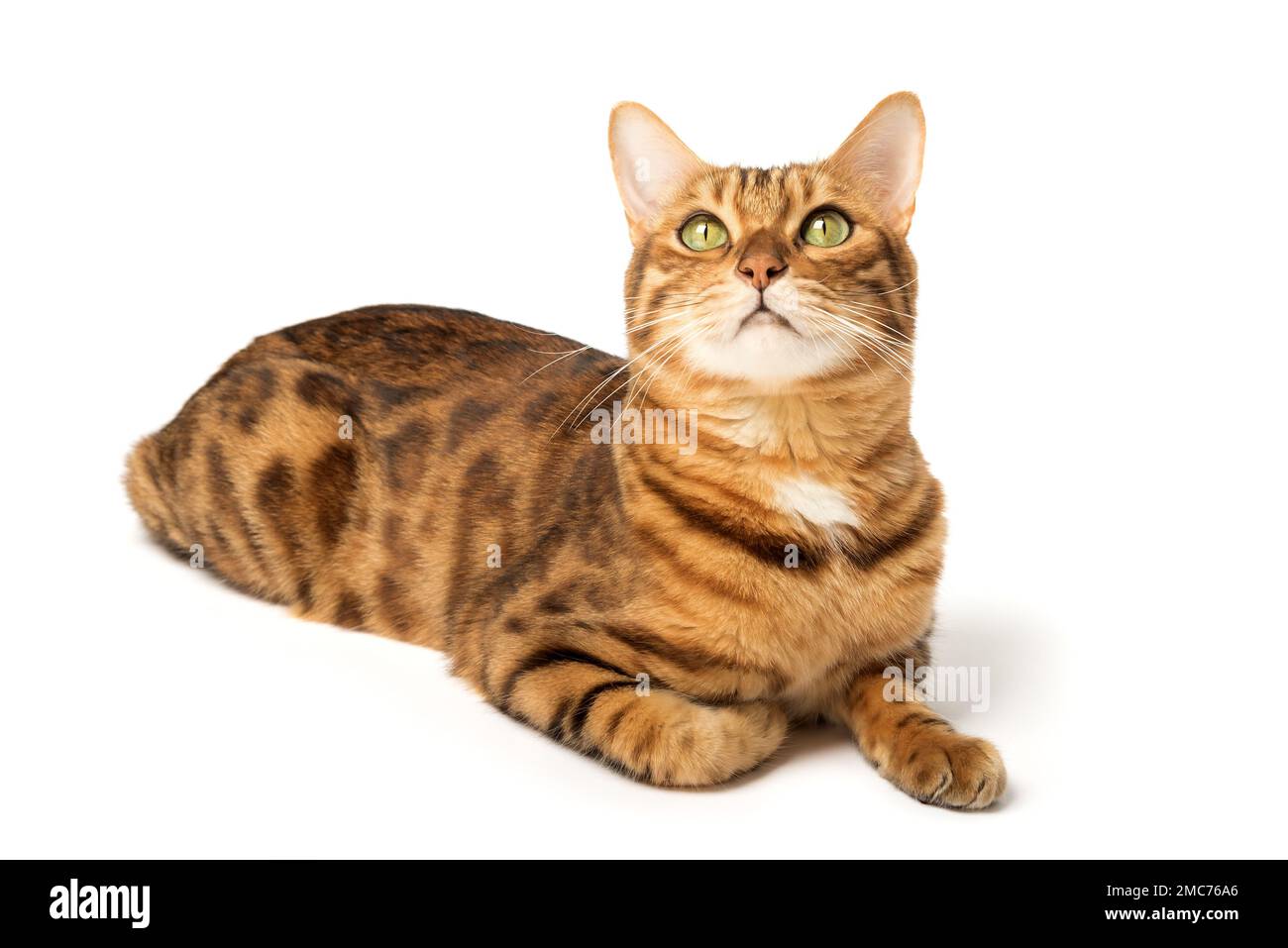 Bengalischer Kater im vollen Wachstum auf weißem Hintergrund. Studioaufnahme. Stockfoto