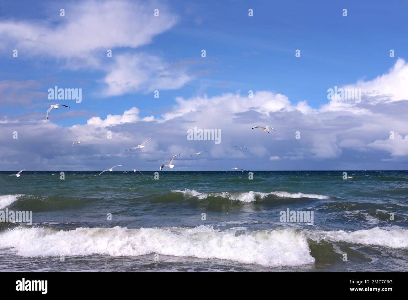 Seascape mit Sturmwellen mit Schaum unter schwerem Cumulonimbus am Himmel bis zum Horizont und fliegende Möwen horizontales Foto Stockfoto