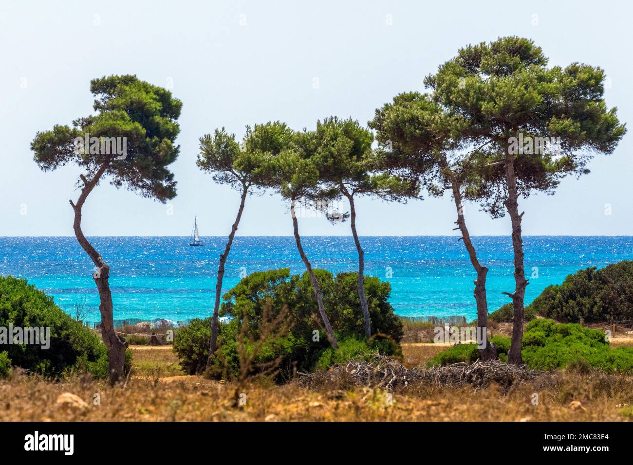 Kiefern am Strand von Sa Coma, Mallorca. Stockfoto