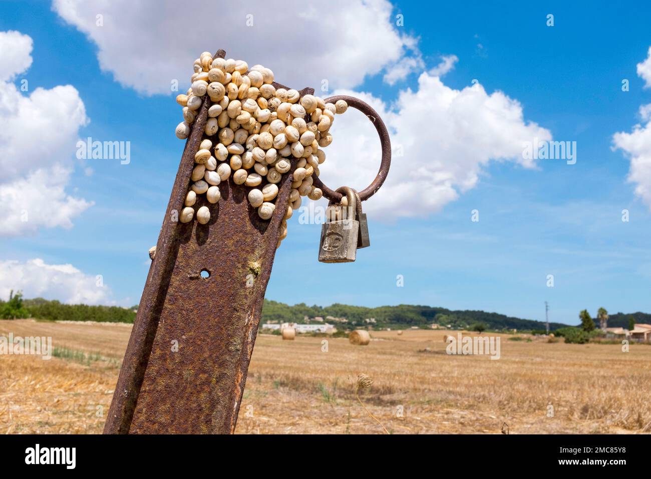 Schnecken haben sich auf einem verrosteten Stahlbalken versammelt. Stockfoto