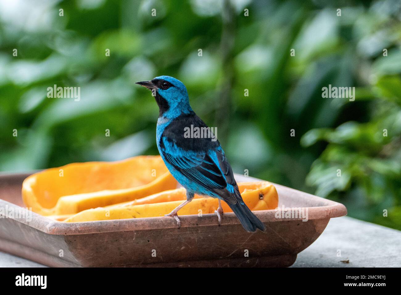 Der blaue Dacnis (Dacnis cayana) ist ein kleiner Singvögel Stockfoto