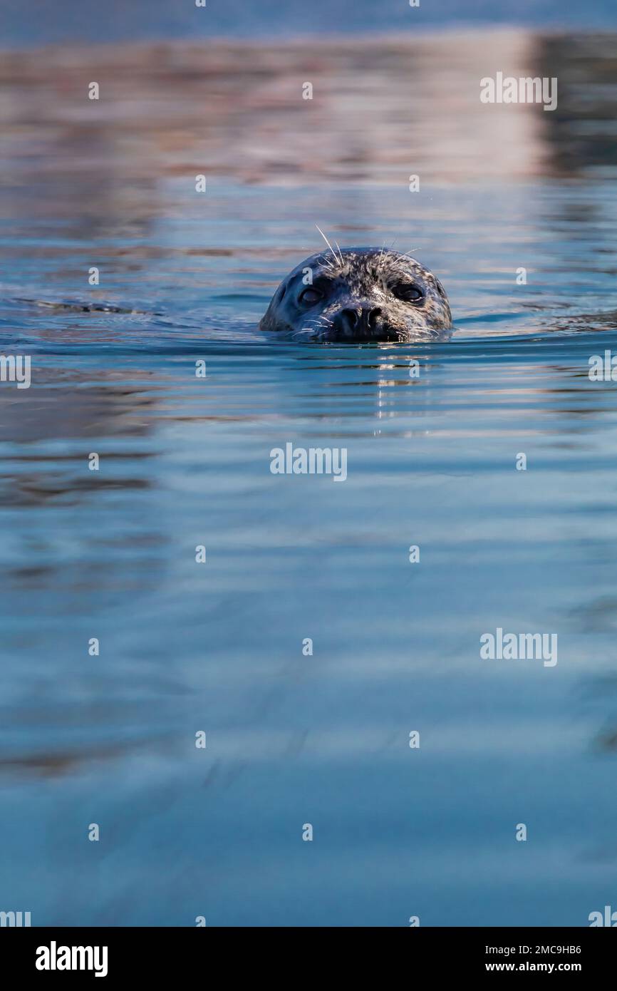 Harbor Seal, Phoca vitulina, wartet in der Charleston Marina an der Küste von Oregon, USA, auf geworfene Fischteile Stockfoto