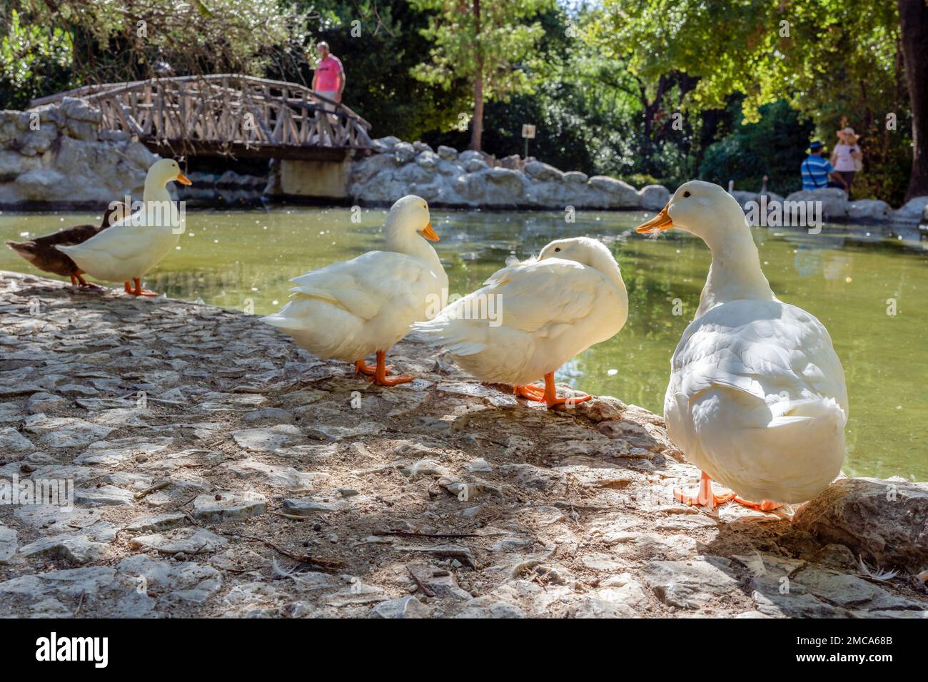 Der Nationalgarten von Athen ist ein öffentlicher Park. Blick auf den künstlichen See mit Holzbrücke und Enten Stockfoto