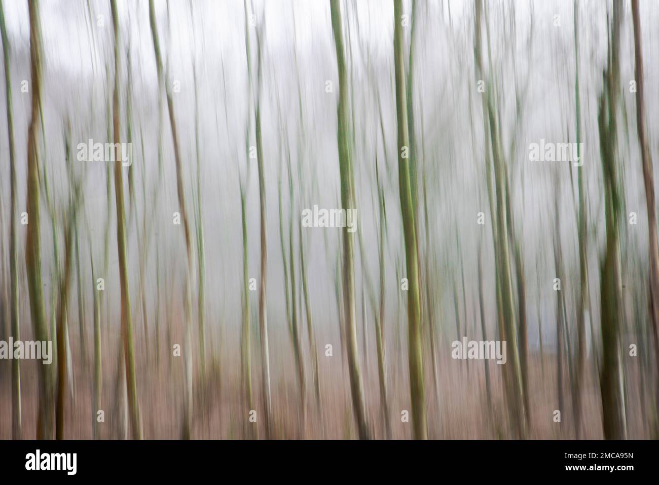 Silver Birches, künstlerische Interpretation durch absichtliche Kamerabewegung Stockfoto
