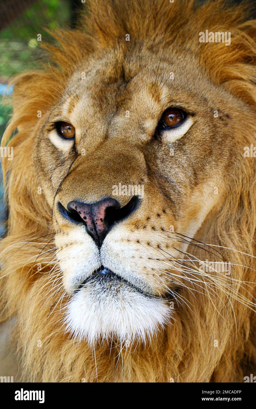 Das Gesicht eines männlichen Löwen, gefährliches Tier, langes Haar, große Augen Stockfoto