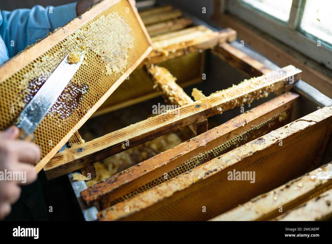 Imker ernten Honig in Bienenstöcken. Stockfoto