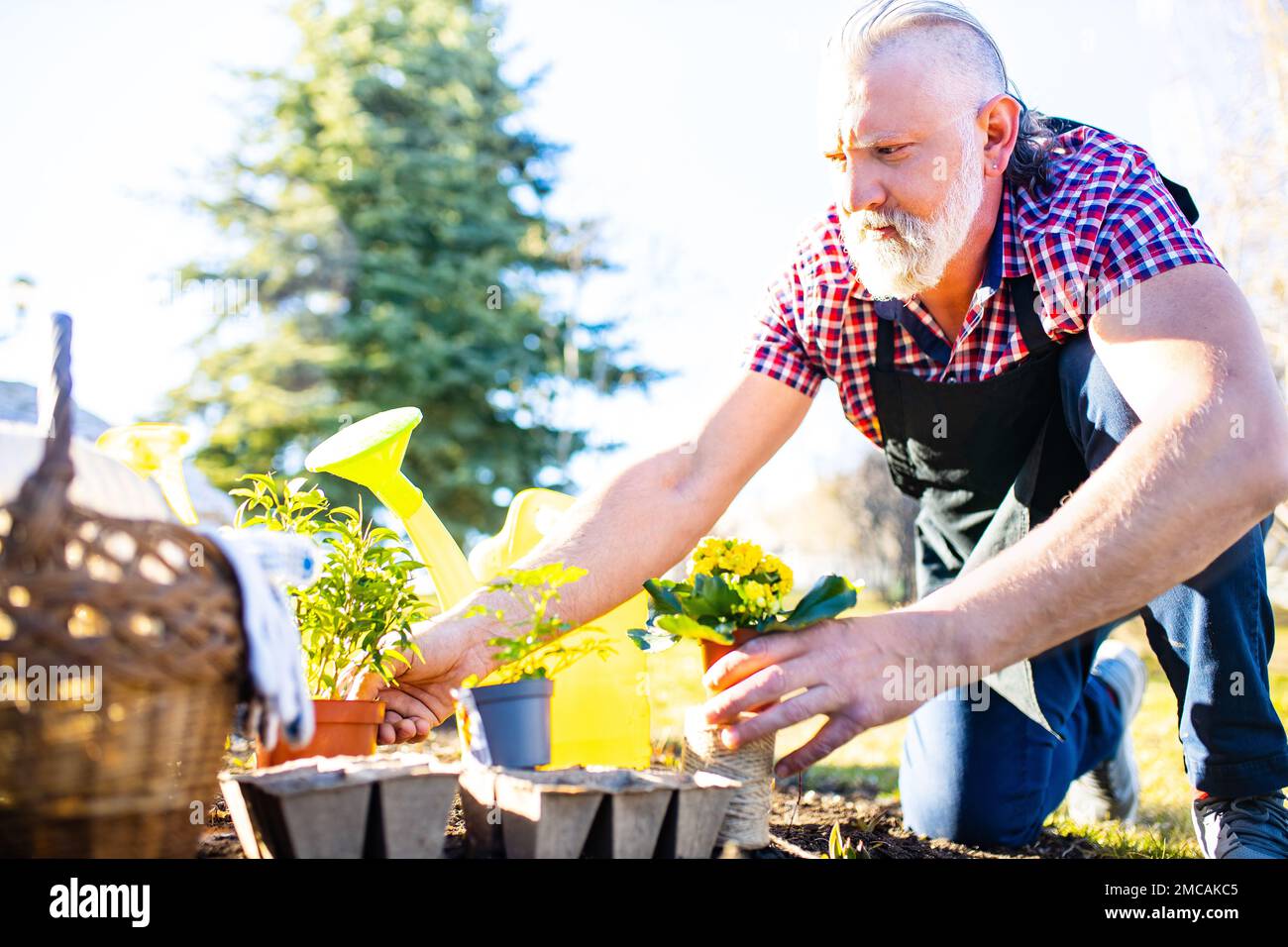Ein älterer weißer Mann mit grauem Bart und Haaren in seinem Garten an einem sonnigen Tag Stockfoto