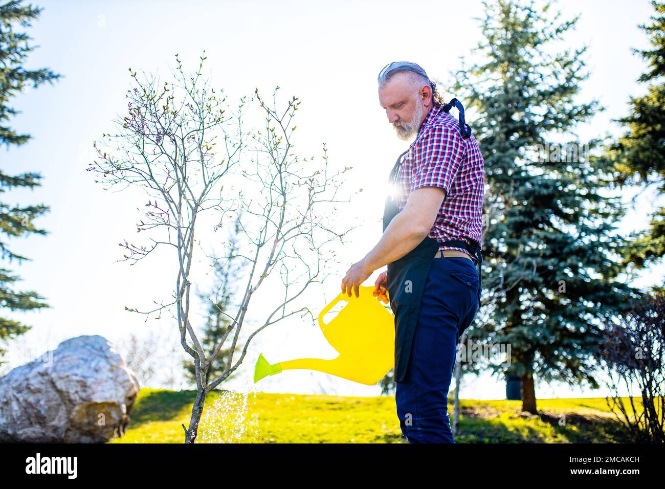 Ein älterer kaukasischer Mann mit grauem Bart und Haaren, die an einem sonnigen Tag den Pflanzenbaum in seinem Garten bewässert haben Stockfoto