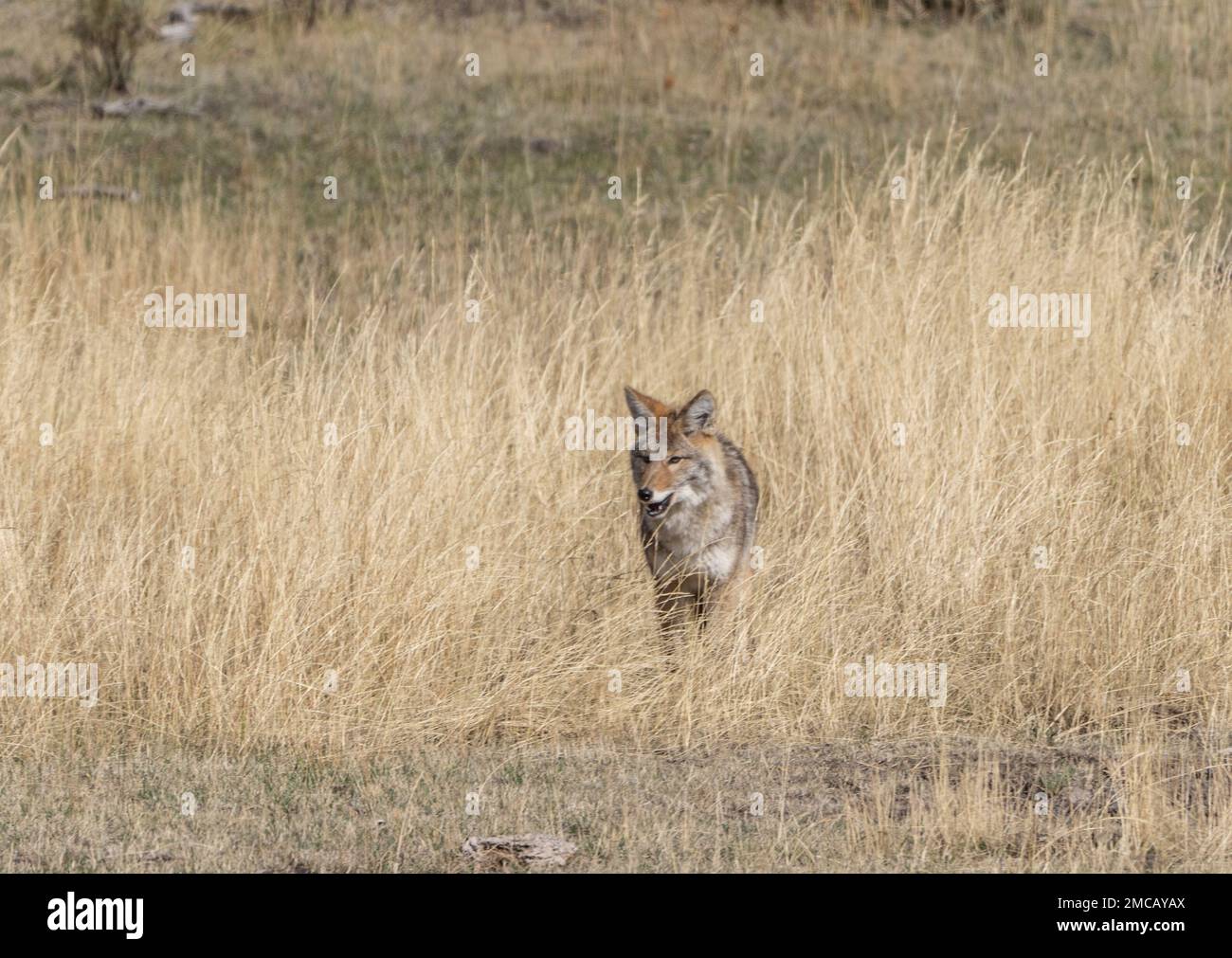 Westliche Kojoten (Canis latrans) suchen in Wiesen nach kleinen Nagetieren im Lamar Valley, Yellowstone-Nationalpark. Stockfoto