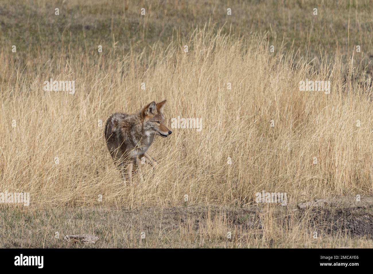 Coyotenjagd im Lamar Valley, Yellowstone-Nationalpark Stockfoto