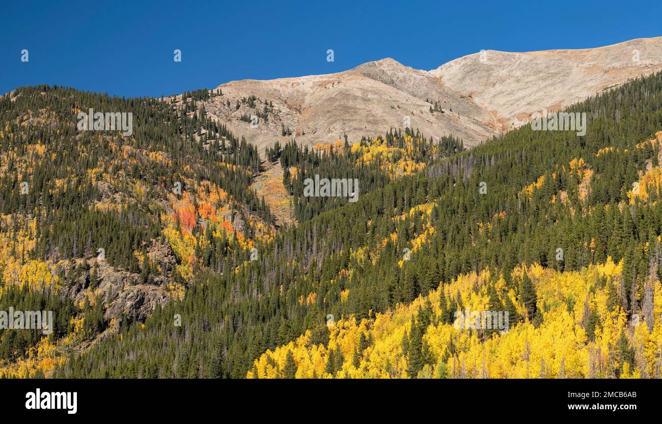 10 km Entfernung östlich vom State Highway 91. Im Frühherbst erwarten euch im Zentrum von Colorado zahlreiche farbenfrohe Espen. Stockfoto