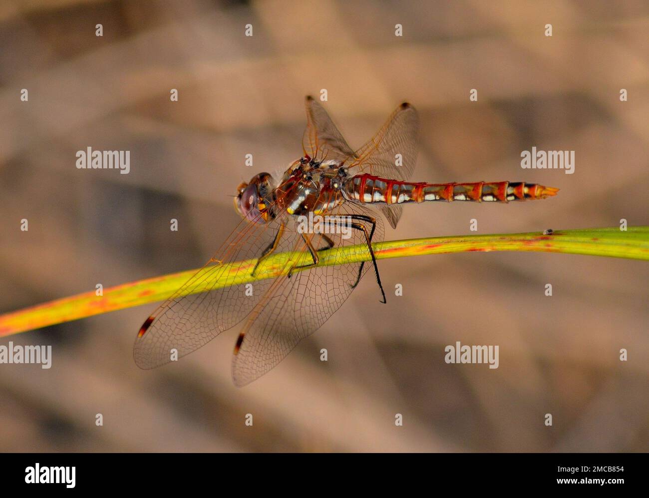 Nahaufnahme einer Meadowhawk-Libelle auf einer Grasklinge - Sympetrum corruptum Stockfoto