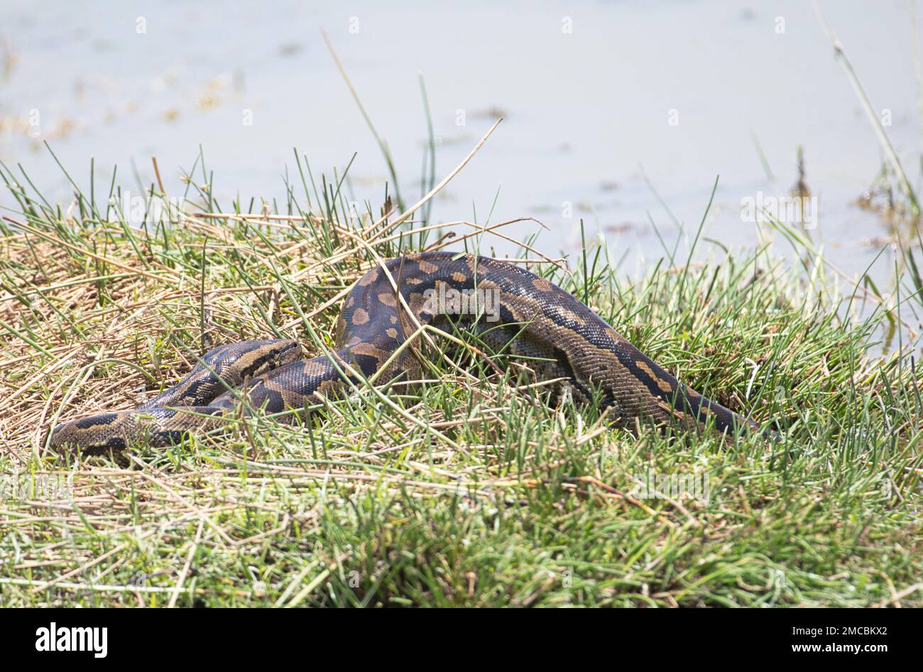 Südafrikanische Felsenpython (Python natalensis) aus einem Süßwassersee Stockfoto