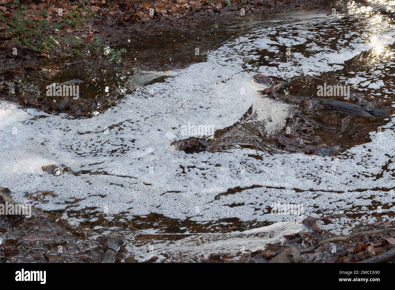 Farnham Common, Buckinghamshire, Großbritannien. 21. Januar 2023. Verschmutzung an einem Bach in den Wäldern von Burnham Beeches, die ein Ort von besonderem Scientfic-Interesse sind. Wasserunternehmen haben das Recht, unbehandelte Abwässer in Zeiten starker Regenfälle in Wasserstraßen zu Pumpen, und zwar in einem Prozess, der als Sturmüberläufe bezeichnet wird. Umweltschutzgruppen fordern die Regierung jedoch auf, Direktoren umweltverschmutzender Wasserunternehmen wegen fortgesetzter Abwassereinleitungen in die Wasserstraßen des Vereinigten Königreichs zu inhaftieren. Kredit: Maureen McLean/Alamy Live News Stockfoto