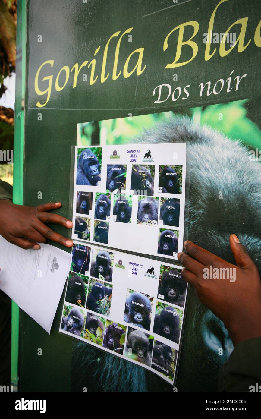 Virunga-Nationalpark Mountain Gorilla Rangers mit Tänzern in Ruanda Stockfoto