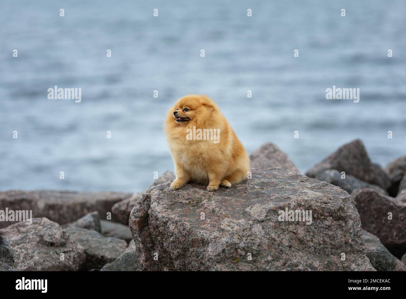 Einsamer, trauriger Hund von pommern spitz, der auf den Felsen am Meer sitzt Stockfoto