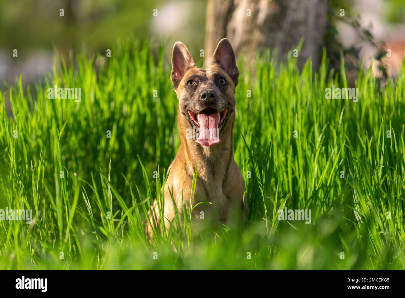 Lustiger lächelnder Hund der belgischen malinois, der im grünen Gras bei der Sonne im Freien sitzt Stockfoto