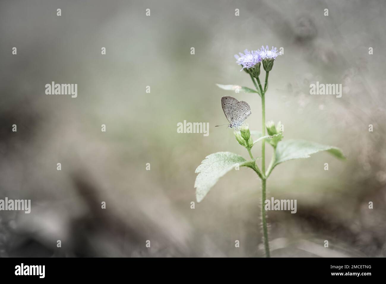 Winziger grasblauer Schmetterling auf Blume am Morgen, Nahaufnahme und Makro mit weichem Fokus und unscharfem Hintergrund, Insekten in Thailand. Stockfoto