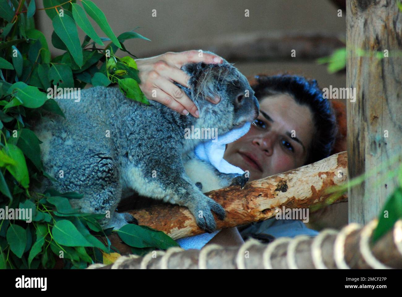 Ein Tierarzt kümmert sich um einen Koalabär im San Diego Zoo Stockfoto
