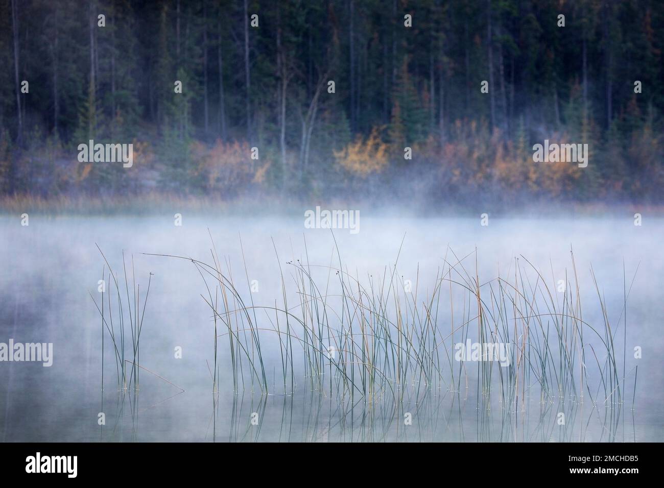 Am Ufer des Patricia Lake, Jasper National Park, Alberta, Kanada, strömt ein frühmorgendlicher Nebel Stockfoto