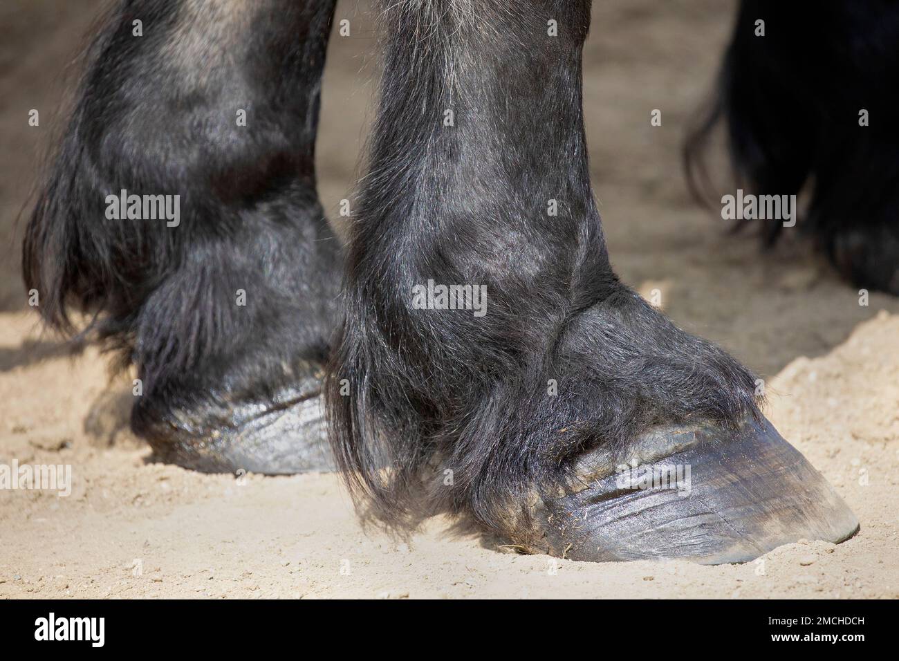 HUF-, Hufeisen- und Fötusengelenk am vorderen Bein eines Brabant-Pferdes. Nahaufnahme. Alberta, Kanada Stockfoto HUF-, Hufeisen- und Fötusengelenk am vorderen Bein eines Brabant-Pferdes. Nahaufnahme. Alberta, Kanada Stockfoto
