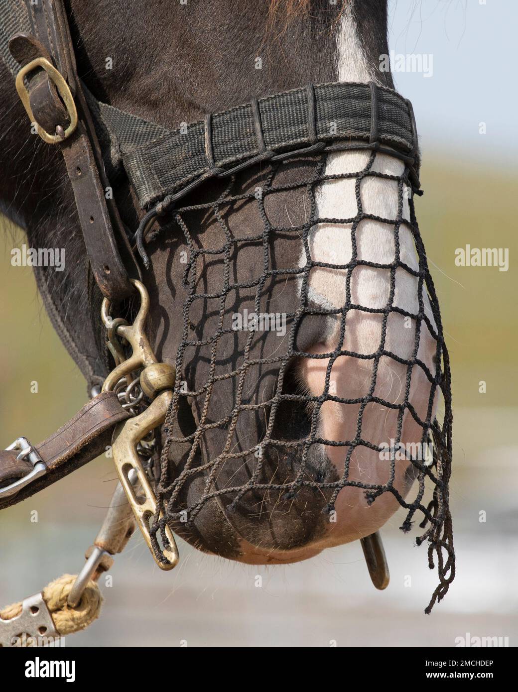 Pferd mit Nasennetz über seinem Maulkorb. Stockfoto