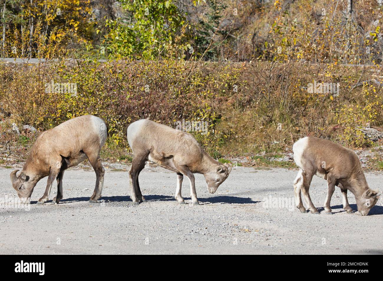 Dickhornschafe und Lämmer, die auf einer Schotterstraße im Jasper National Park, Alberta, Kanada, Salz vom Boden ablecken. Ovis canadensis. Stockfoto