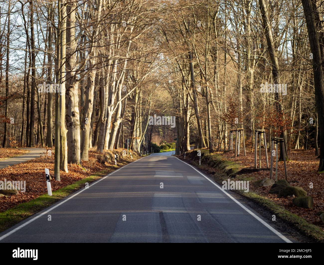 Leere Straße im Herbstwald in Deutschland. Dunkle nasse Straße in einer ländlichen Gegend mit Bäumen an den Seiten. Das Sonnenlicht beleuchtet die Blätter. Stockfoto