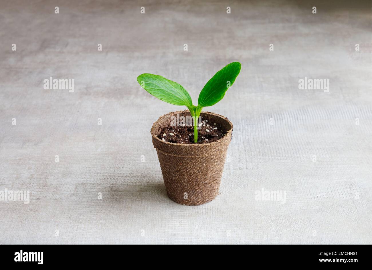 Junge Gurkenpflanzenkeimlinge, die in einem Topf wachsen. Stockfoto