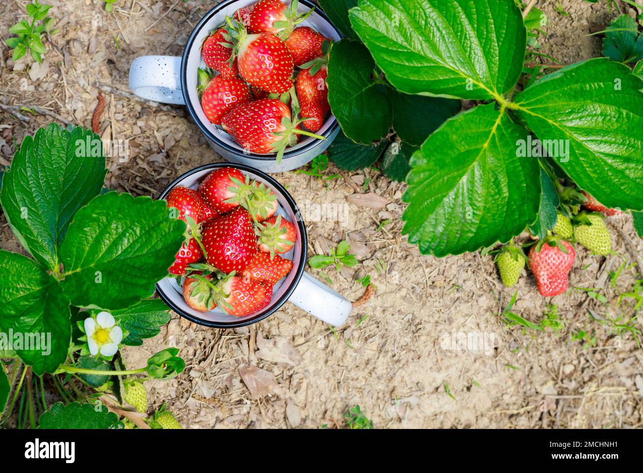 Reife und saftige Erdbeeren aus biologischem Anbau im Garten. Stockfoto