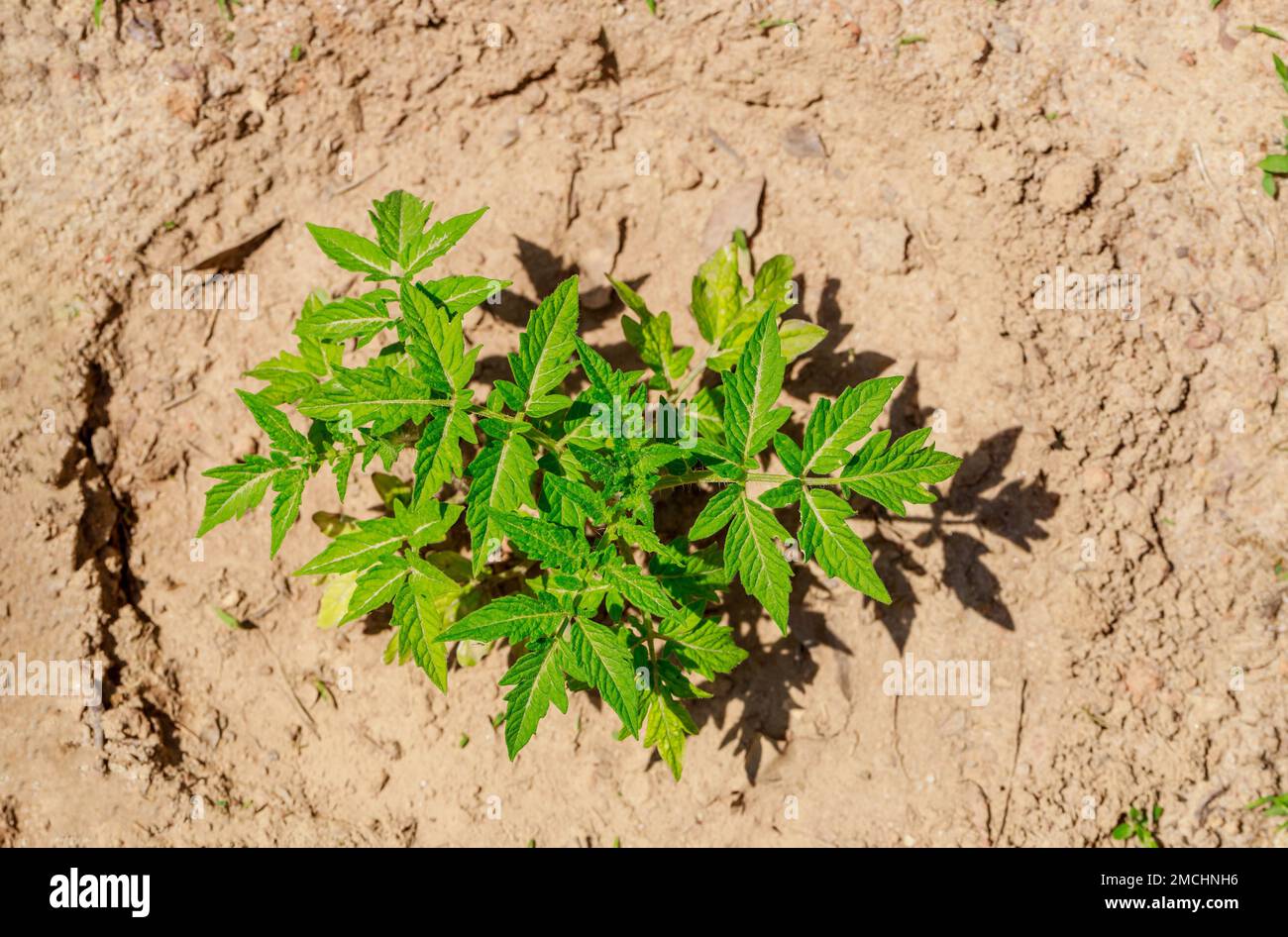 Im Boden wird ein Tomatenkeimling gepflanzt. Stockfoto
