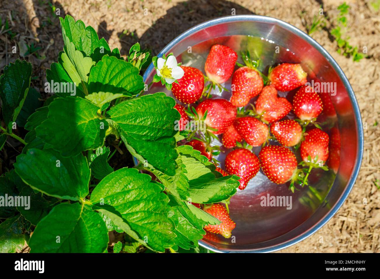 Schüssel gefüllt mit roten, saftigen Erdbeeren und Wasser. Stockfoto