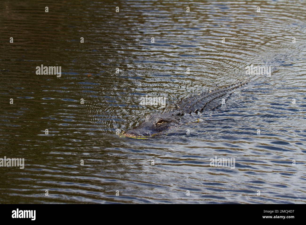 Ein amerikanischer Alligator schwimmt in einem See, Florida, USA Stockfoto
