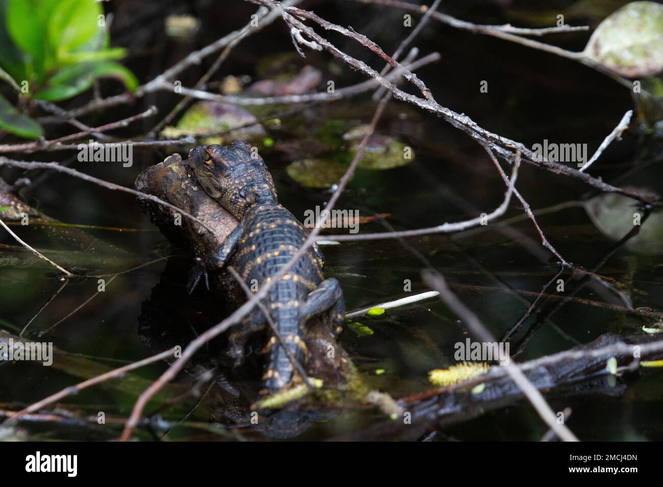Ein junger amerikanischer Alligator, der sich zwischen Pflanzen und Schlaffenden versteckt, Florida, USA Stockfoto