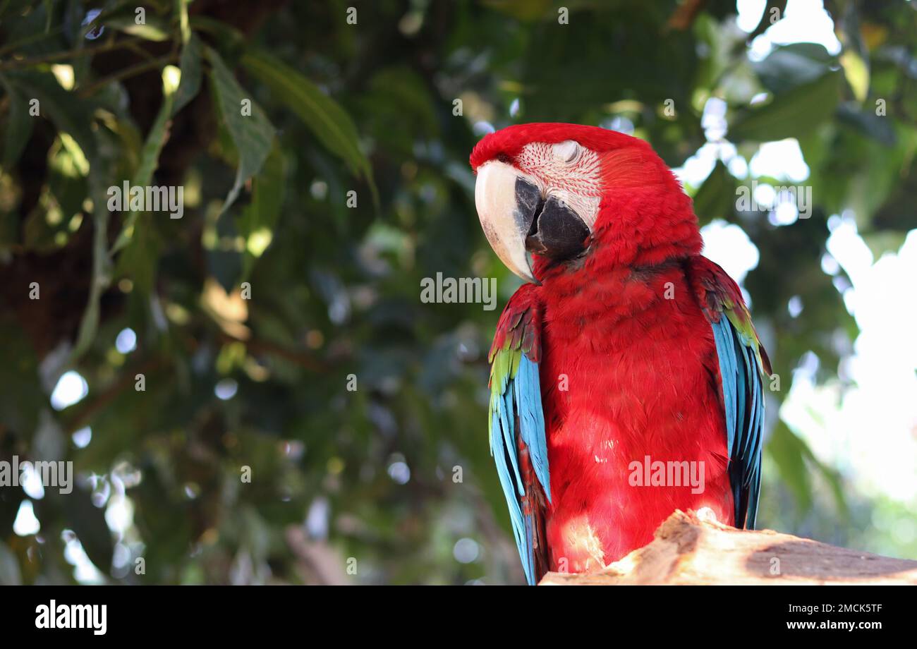 Nahaufnahme von Closed Eye Macaw Papagei. Macaw-Papagei mit grünem Hintergrund Stockfoto