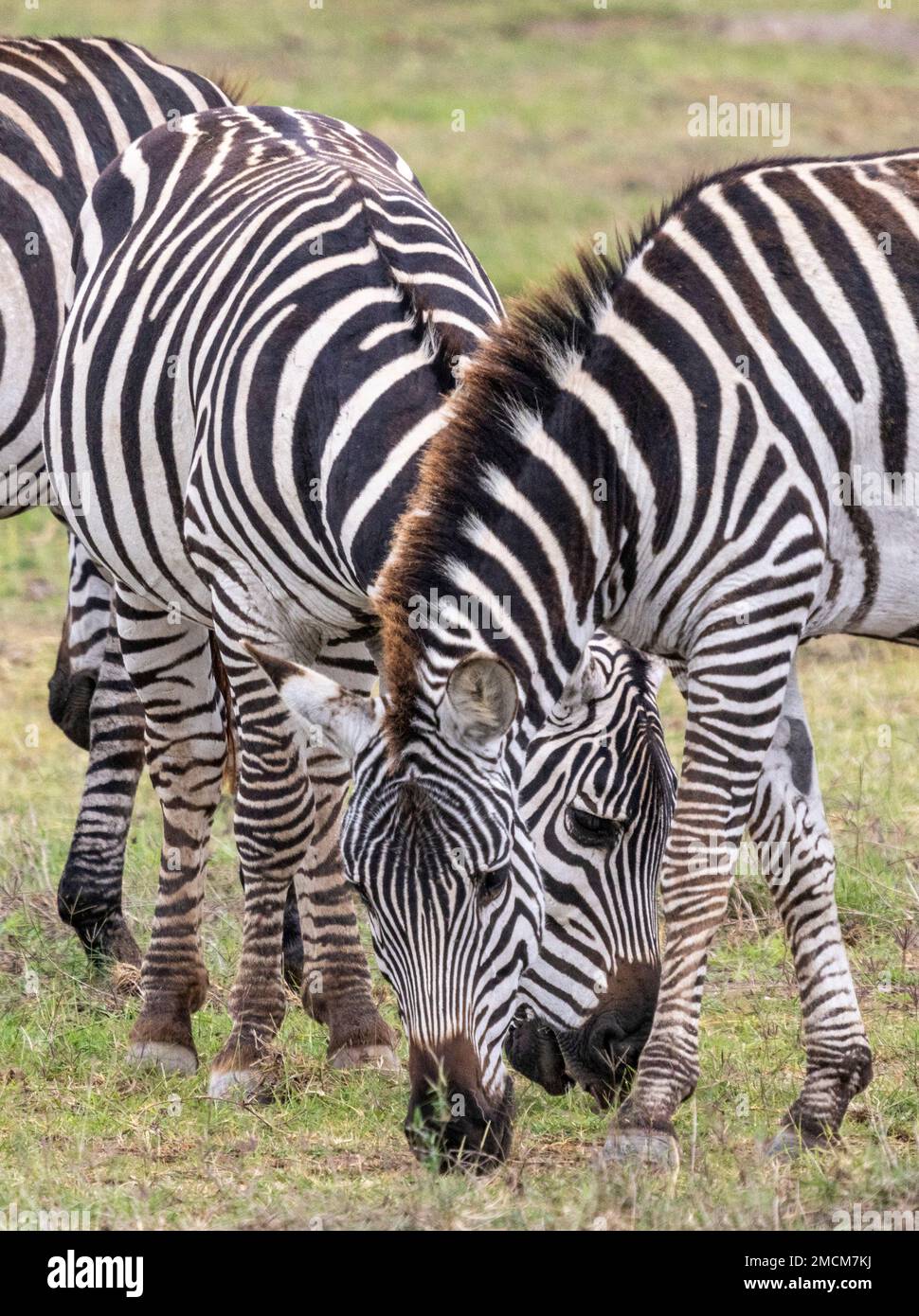 Zebras grasen, Amboseli Nationalpark, Kenia, Afrika Stockfoto