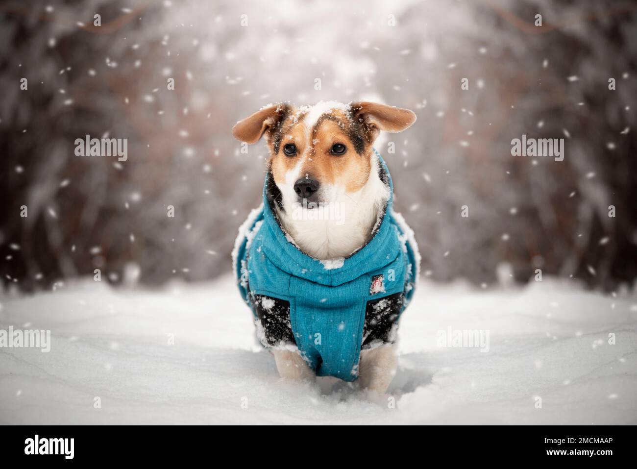 Porträt eines Hundes in Winterkleidung, der in einem schneebedeckten Wald steht. Jack Russell Stockfoto