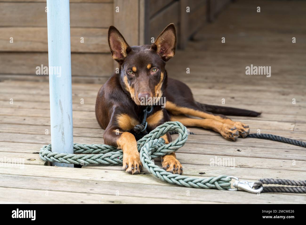 Junger, roter und brauner australischer Kelpie-Hund, der sich hinlegte, mit gestochen Ohren, in die Kamera schaute. Stockfoto