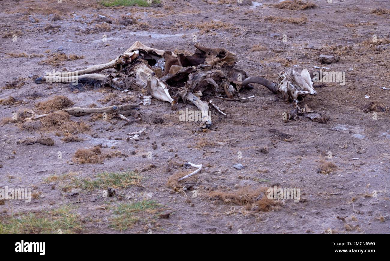 Totes Tier vervierfachte Kadaver, Ergebnis der Dürre 2022, Amboseli-Nationalpark, Kenia Stockfoto
