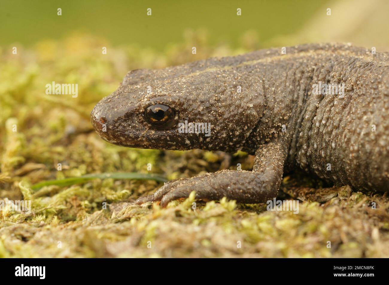 Detaillierte Nahaufnahme eines terrestrischen, graviden, weiblichen italienischen Baummolchs, Trirurus carnifex auf getrocknetem Moos Stockfoto