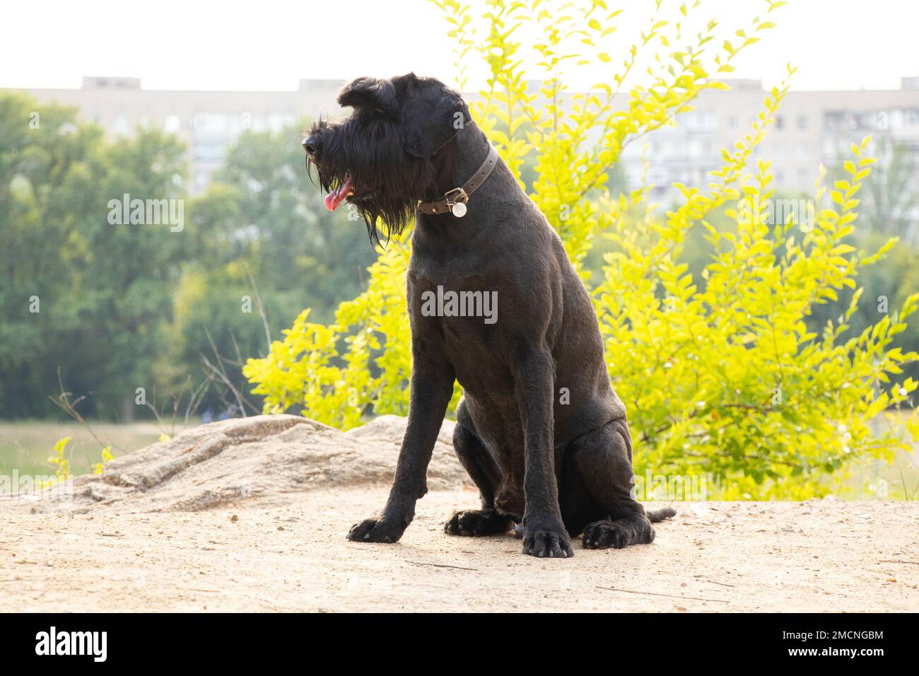 Porträt eines erwachsenen schwarzen Hundes Riese Schnauzer im Park in der Sonne im Sommer in der Ukraine, Riese Schnauzer schwarzen Erwachsenen Stockfoto