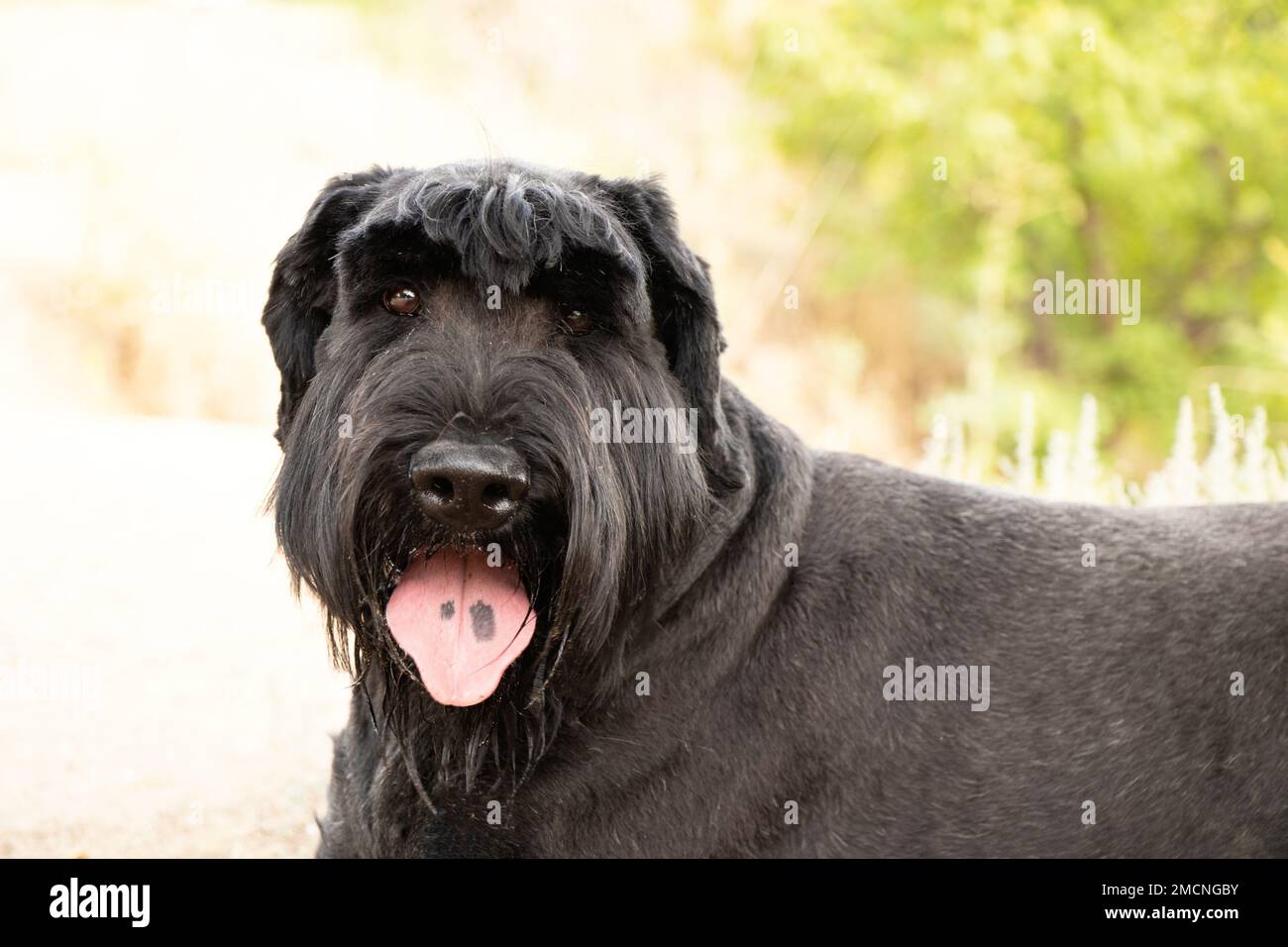 Porträt eines erwachsenen schwarzen Hundes Riese Schnauzer im Park in der Sonne im Sommer in der Ukraine, Riese Schnauzer schwarzen Erwachsenen Stockfoto