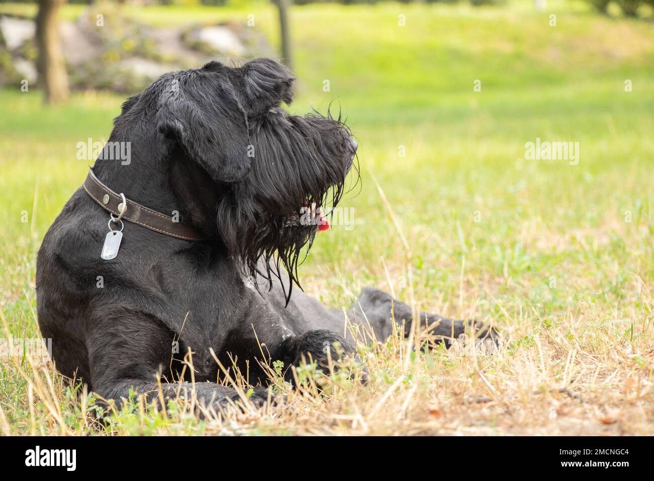Porträt eines erwachsenen schwarzen Hundes Riese Schnauzer im Park in der Sonne im Sommer in der Ukraine, Riese Schnauzer schwarzen Erwachsenen Stockfoto