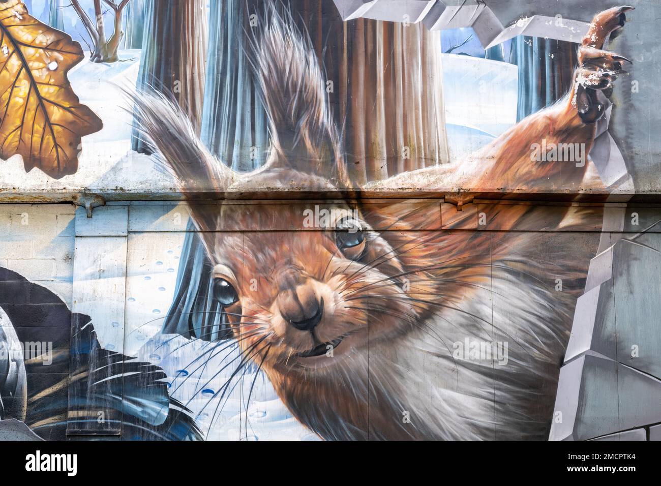Ein Rotes Eichhörnchen ragt durch ein Loch in einer Mauer in Smugs Wandgemälde „Mitbewohner von Glasgow“ an der Giebelwand im Ingram Street Car Park hervor. Stockfoto