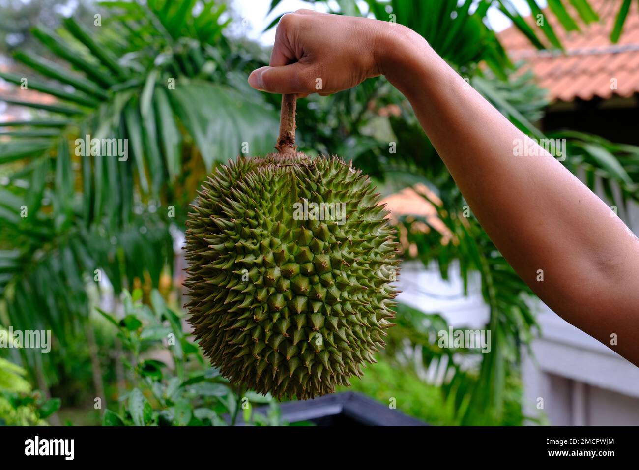 Indonesien Batam - Durian - König der Früchte Stockfoto