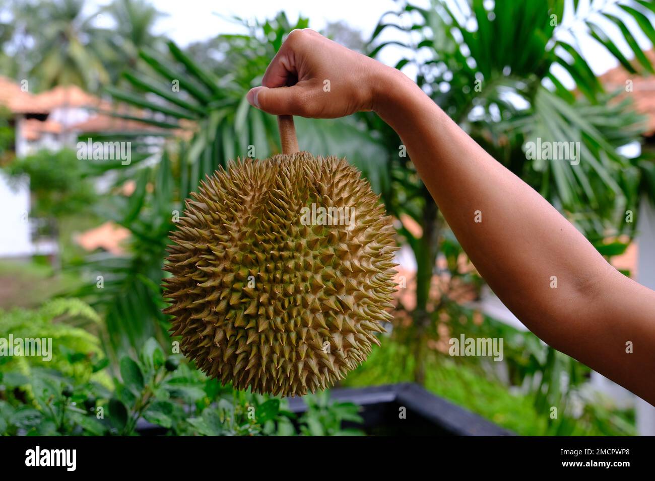 Indonesien Batam - Durian - König der Früchte Stockfoto