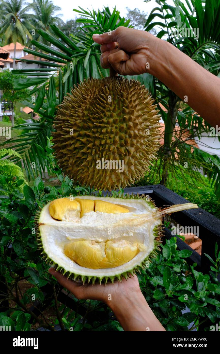 Indonesia Batam – Schnitt Durian und enthüllt seinen Zellstoff Stockfoto