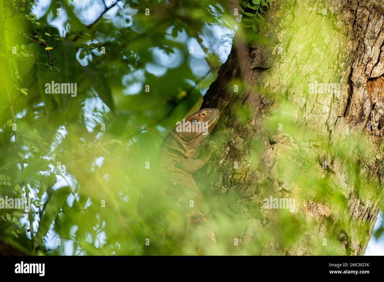 Ein junger Nilwächter klettert auf einen Baum in Sambia Stockfoto