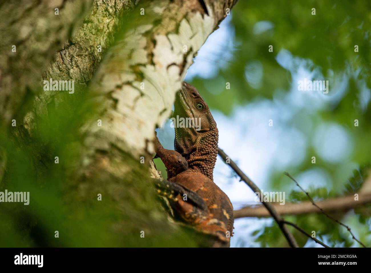 Ein junger Nilwächter klettert auf einen Baum in Sambia Stockfoto