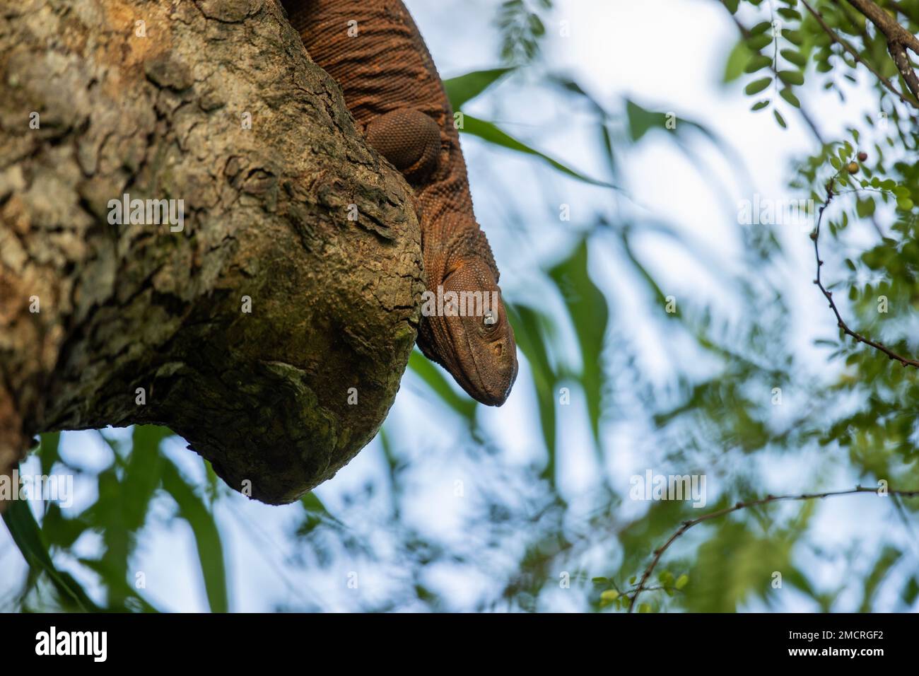 Ein junger Nilwächter klettert auf einen Baum in Sambia Stockfoto